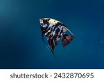 Marble Angelfish (Pterophyllum scalare) - Freshwater Fish