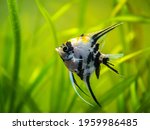 Marble Angelfish (pterophyllum scalare) swimming in tank fish with blurred background