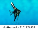 Marble angelfish swimming in fresh water aquarium tank with blue background 