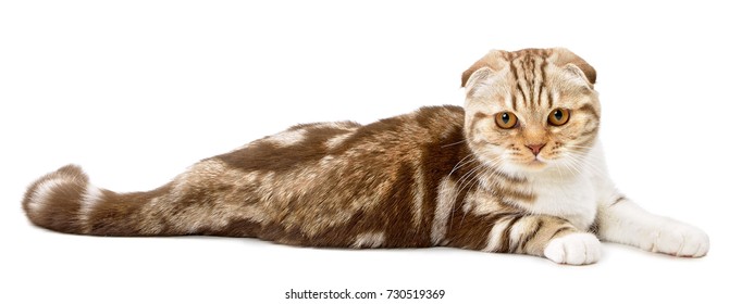 Chocolate Scottish Fold Images Stock Photos Vectors Shutterstock