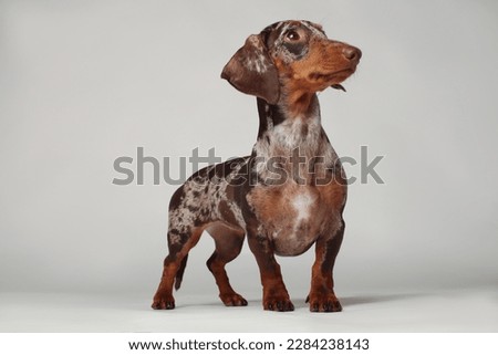 Marble dachshund girl, very funny. Portrait of a dog. White background