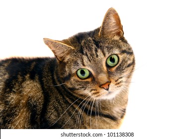 A marble mixed breed cat, isolated on white - Shutterstock ID 101138308