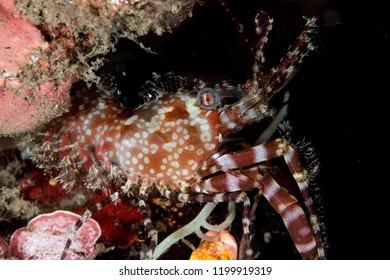 Marble shrimp, Saron marmoratus