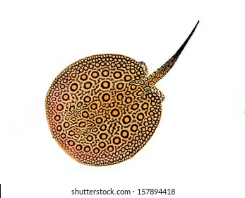 232 Marble Stingray Images, Stock Photos & Vectors | Shutterstock