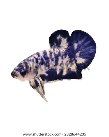 Marble Traditional Dot Dot Halfmoon Plakat Betta Fish with White Background