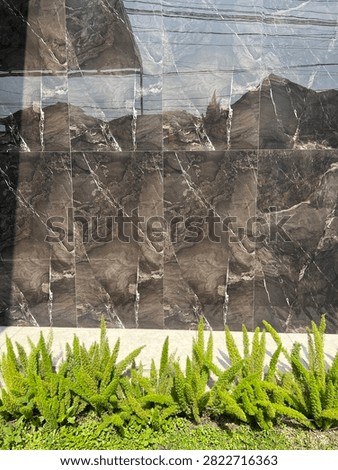 ⁠Dark marble wall texture background with green foxtail fern ornamental plants at the bottom⁠