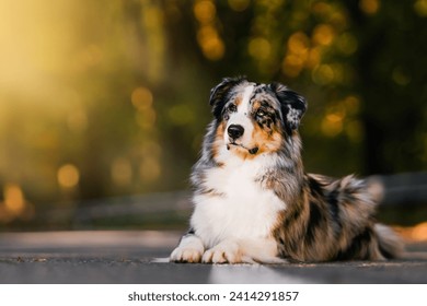 Marbled australian shepherd lies on the asphalt and looks to the left on a dark yellow and green background. - Powered by Shutterstock