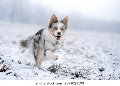 marbled Border Collie dog revels in the winter wonderland, its coat contrasting with the frosty surroundings - Powered by Shutterstock