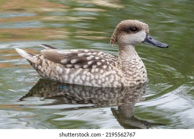 Marbled duck, or marbled Teal, Marmaronetta angustirostris, swimming on a lake. - Shutterstock ID 2195562767