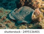 Marbled electric ray (Torpedo marmorata) Granada, Spain