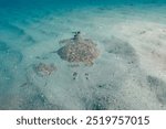 Marbled electric ray (Torpedo marmorata) Granada, Spain