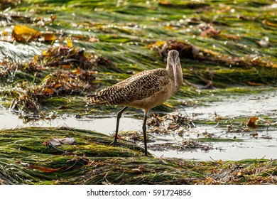 Marbled Godwit On California Eelgrass, Laguna Beach, California