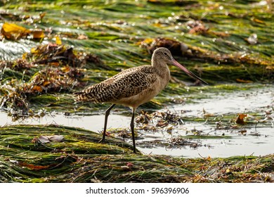 
Marbled Godwit On California Eelgrass, Laguna Beach, California
