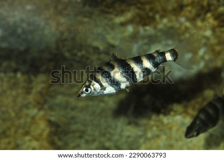 Marbled Headstander fish (Abramites hypselonotus)