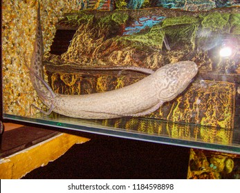 Marbled Lungfish In The Aquarium