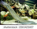 Marbled lungfish (Latin Protopterus aethiopicus).
 It is a genus of lobe-finned fish from the superorder lungfish found in tropical Africa. 