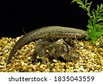 marbled lungfish (leopard lungfish) in freshwater aquarium. Protopterus aethiopicus is an Africa lungfish in family Protopteridae.