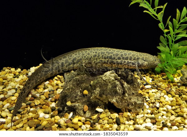 marbled lungfish (leopard lungfish) in\
freshwater aquarium. Protopterus aethiopicus is an Africa lungfish\
in family\
Protopteridae.