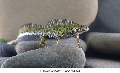 Marbled Newt In An Aquarium