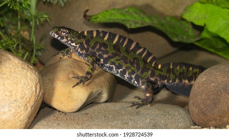 Marbled Newt Showing His Crest
