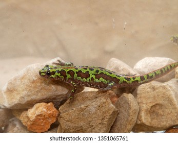 Marbled Newt In Spain