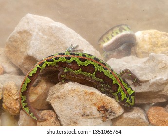 Marbled Newt In Spain