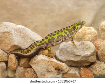 Marbled Newt In Spain