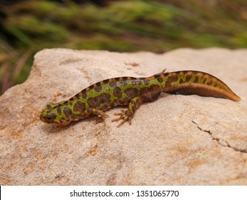 Marbled Newt In Spain