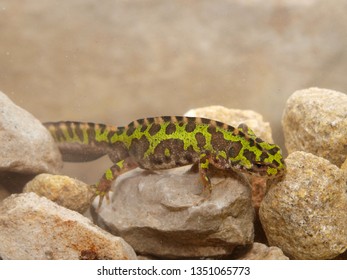 Marbled Newt In Spain