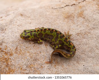 Marbled Newt In Spain