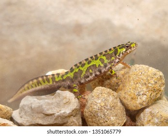 Marbled Newt In Spain