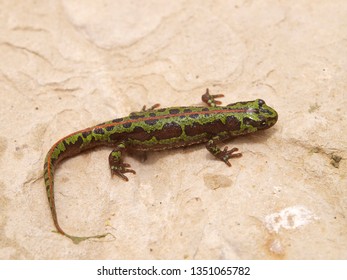 Marbled Newt In Spain