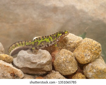 Marbled Newt In Spain