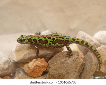 Marbled Newt In Spain