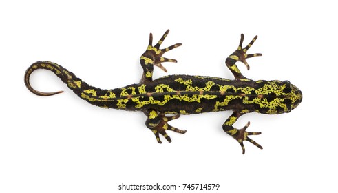 Marbled Newt - Triturus Marmoratus