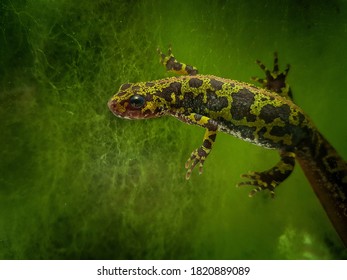 Marbled Newt Under The Water