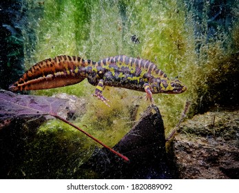 Marbled Newt Under The Water