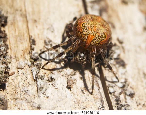 Marbled Orbweaver Garden Cross Spider Araneus Stock Photo Edit