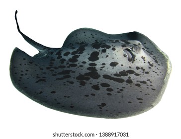 232 Marble Stingray Images, Stock Photos & Vectors | Shutterstock