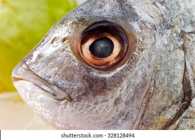 Marbled Rockcod, Head, Eye