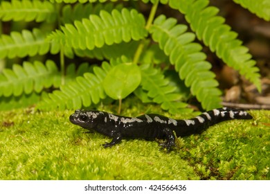 Marbled Salamander