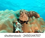 A Marbled sea cucumber walking on a hard coral Boracay Island Philippines