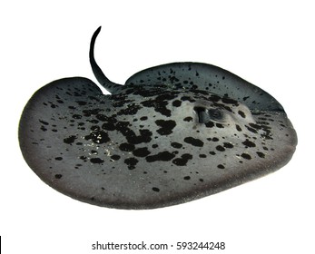 Marbled Stingray Isolated On White Background Stock Photo 593244248 ...