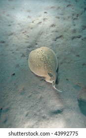 Marbled torpedo ray (torpedo sinuspersici), Overhead view of ray swimming over the sandy ocean floor. Red Sea, Egypt.