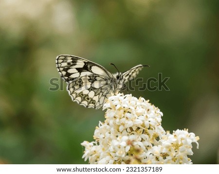Marbled White Butterfly feeding on Wild Privit
