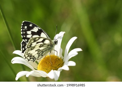 A Marbled White Butterfly, Melanargia galathea, perching on an Ox-eye Daisy wildflower in a meadow. - Powered by Shutterstock