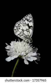 Marbled white butterfly on white flower with black background