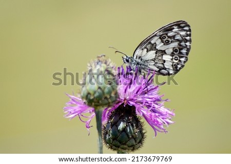 marbled white butterfly on the pink flower