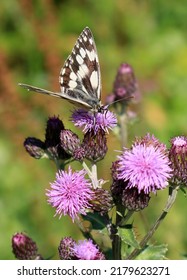 Marbled White Butterfly On Thistle