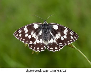 the marbled white butterfly outdoor (melanagria galathea) outdoor in spring - Powered by Shutterstock